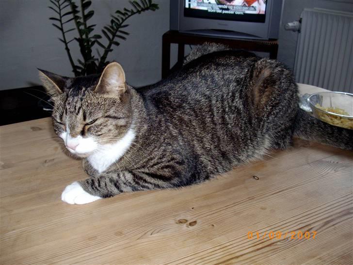 Huskat Swetlana billede 13