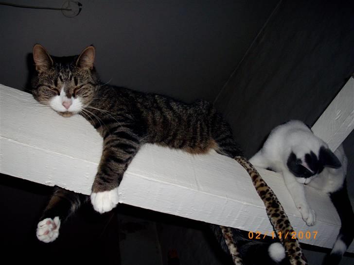 Huskat Swetlana billede 14