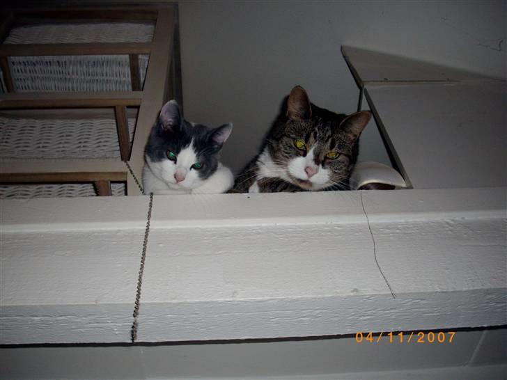 Huskat Swetlana billede 15