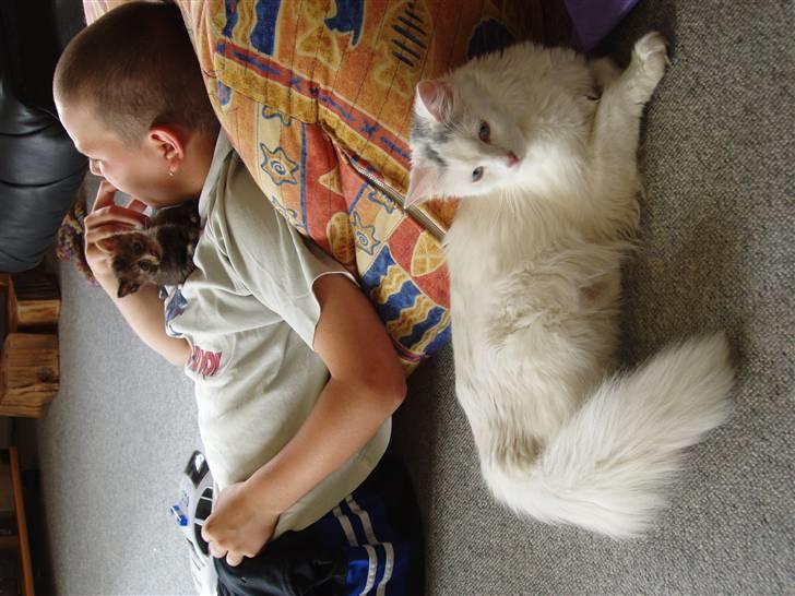 Huskat Angel - Angel, med min lillebror og Berta i baggrunden. (Berta er Angels killing) billede 1