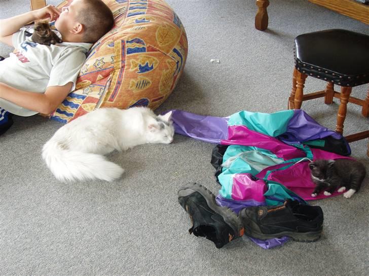 Huskat Angel - Angel, min lillebror, Berta og Prop (Prop og Berta er Angels killinger.) billede 2