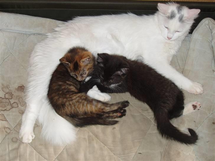 Huskat Angel - Angel, Berta og Prop billede 3