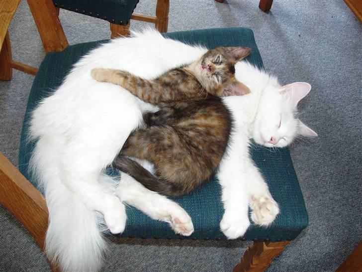 Huskat Angel - Angel og Berta billede 4