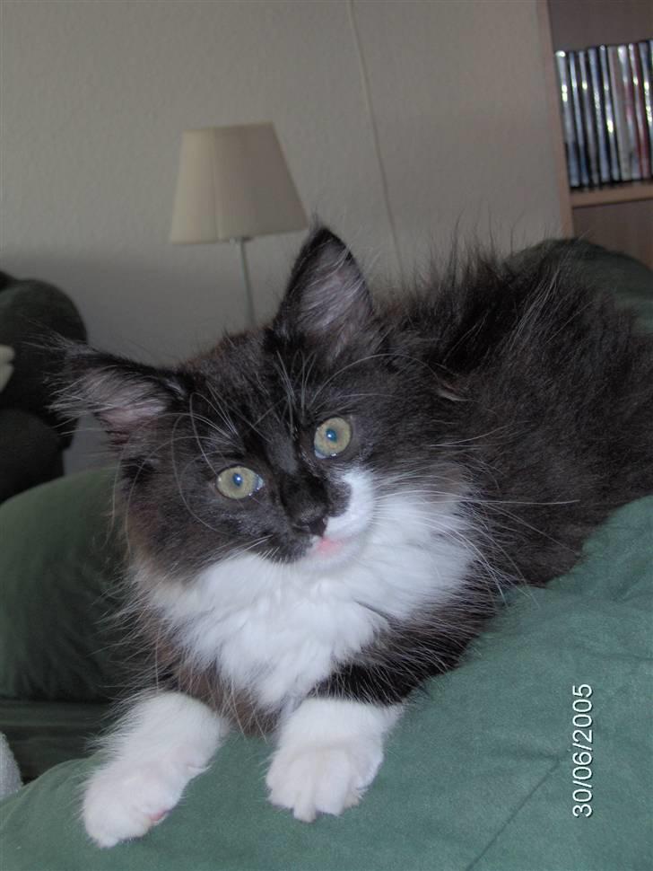 Blanding af racer Cleo - kun 12 uger gammel og se hvor hun fører sig frem billede 1