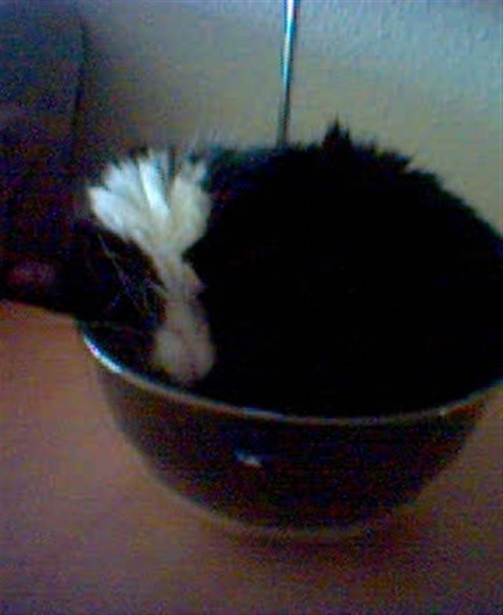 Blanding af racer Cleo - mig og min ynglings glasskål billede 2