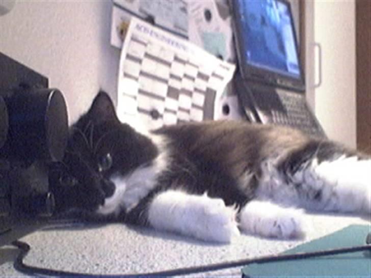 Blanding af racer Cleo - Her ligger man bedst og fylder billede 3