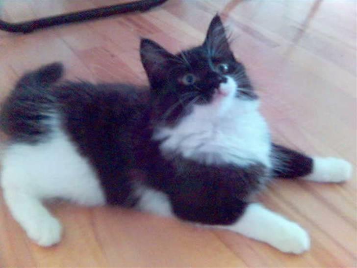 Blanding af racer Cleo - Så er jeg klar til leg billede 6