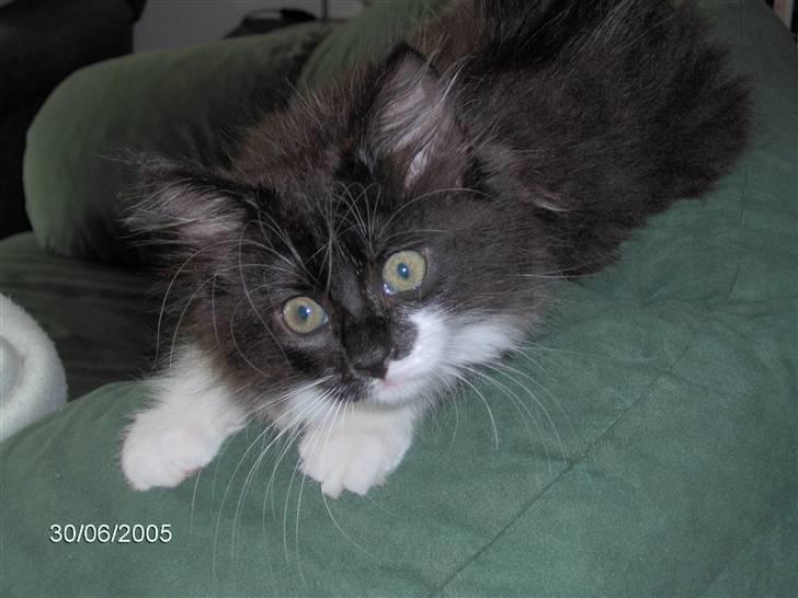 Blanding af racer Cleo - Cleo som helt lille og uskyldig billede 8