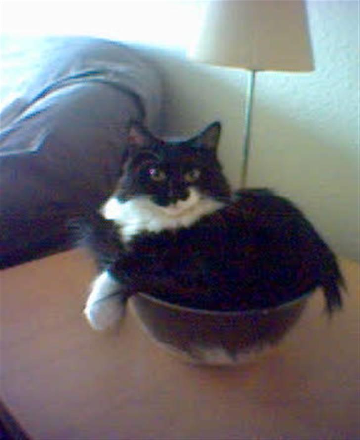 Blanding af racer Cleo - Tja billedet siger alt, men kan desværre ikke være i skålen længere billede 9