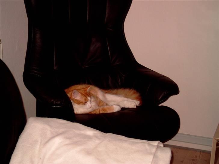 Blanding af racer Bandit - hvem der bare kunne ligge her hele dagene billede 3