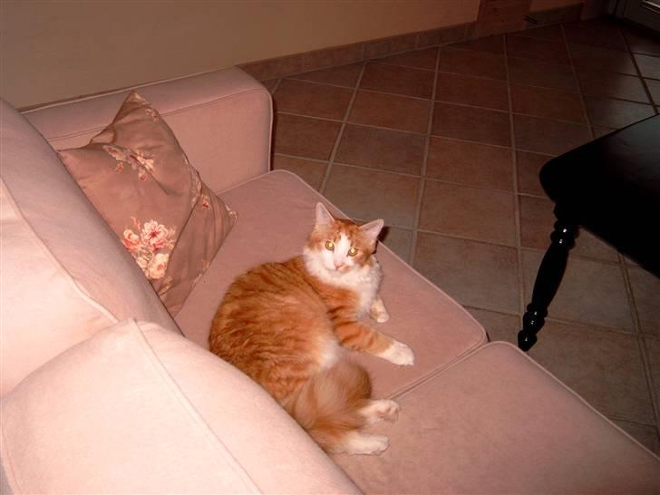 Blanding af racer Bandit - eller her for den sags skyld billede 4