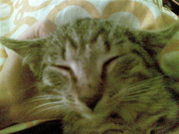 Huskat Tiger Mis O´malli *søs* billede 1