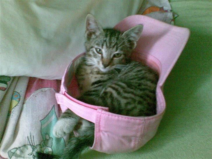 Huskat Tiger Mis O´malli *søs* billede 2