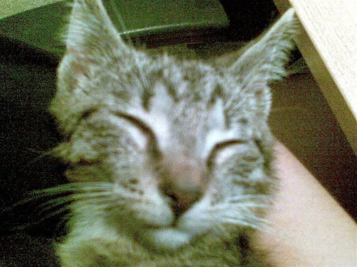 Huskat Tiger Mis O´malli *søs* billede 3