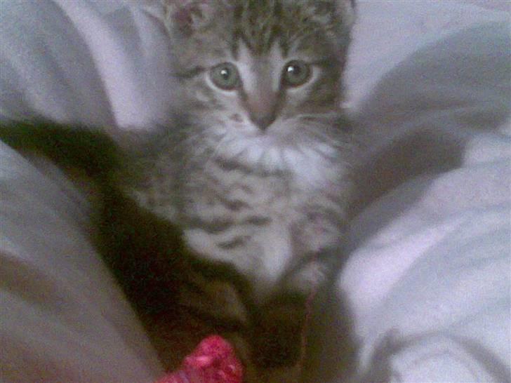 Huskat Tiger Mis O´malli *søs* billede 4