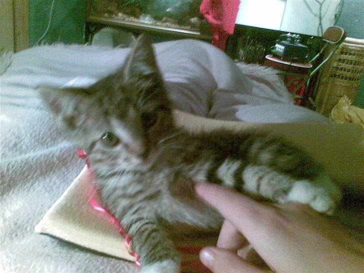 Huskat Tiger Mis O´malli *søs* billede 6