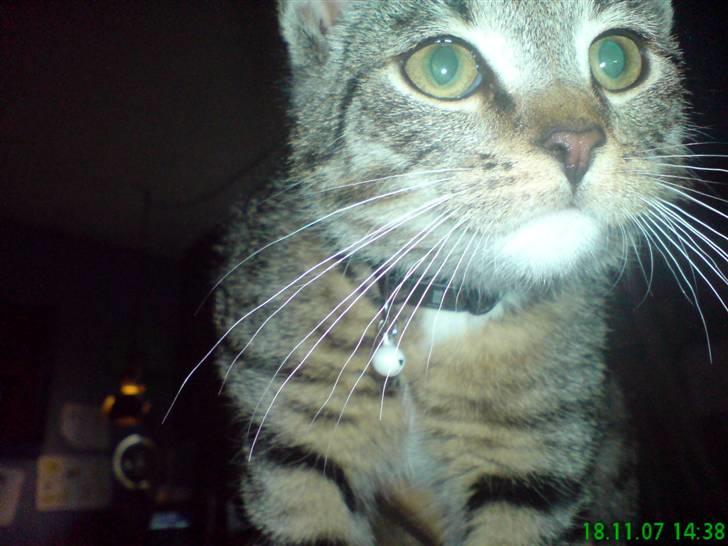 Huskat Tiger Mis O´malli *søs* billede 7