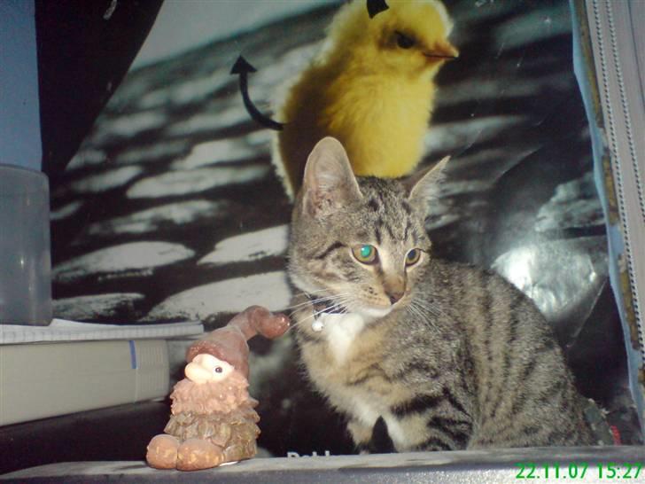 Huskat Tiger Mis O´malli *søs* billede 8