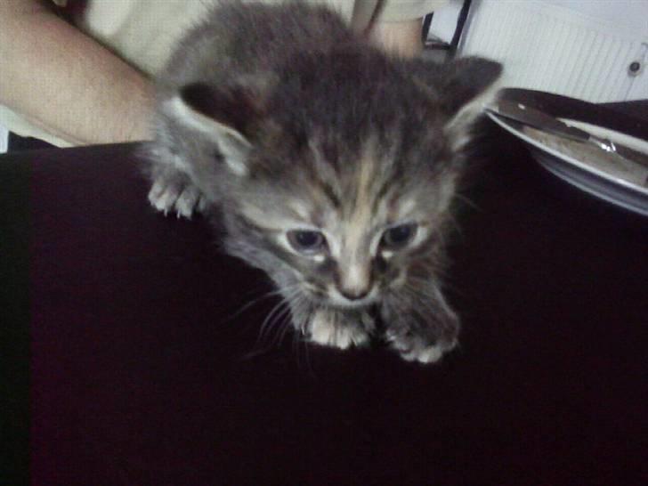 Huskat Misty - her er hun 4 uger gammel. billede 1