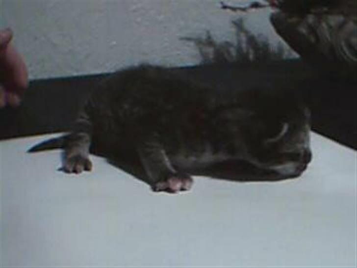 Huskat Misty - her er hun kun 2 dage gammel billede 2