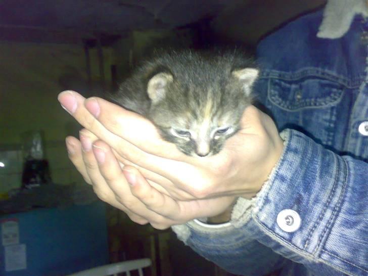 Huskat Misty - her er hun 2 uger gammel billede 3