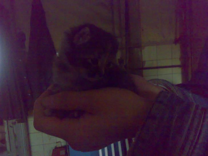 Huskat Misty - 2 uger gammel billede 4