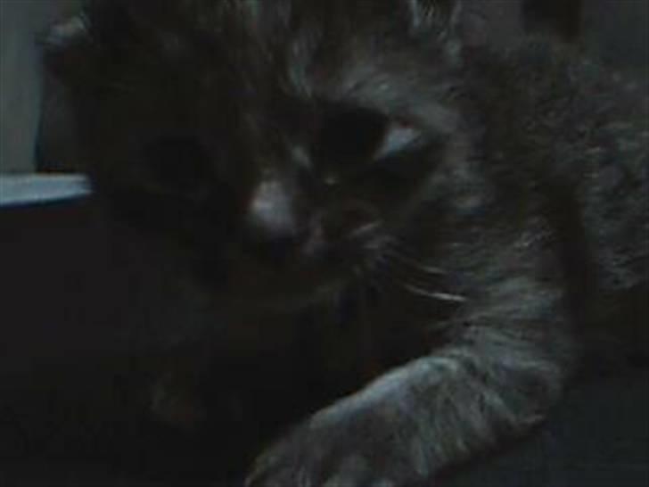 Huskat Misty - her er hun 1 uge gammel billede 5