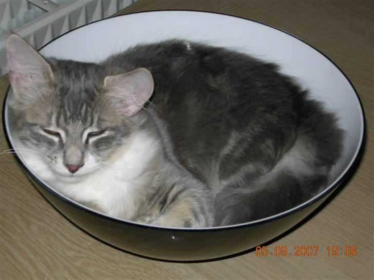 Norsk Skovkat Mambo "Flapøre" R.I.P billede 10