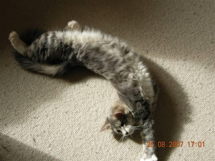 Norsk Skovkat Mambo "Flapøre" R.I.P billede 11