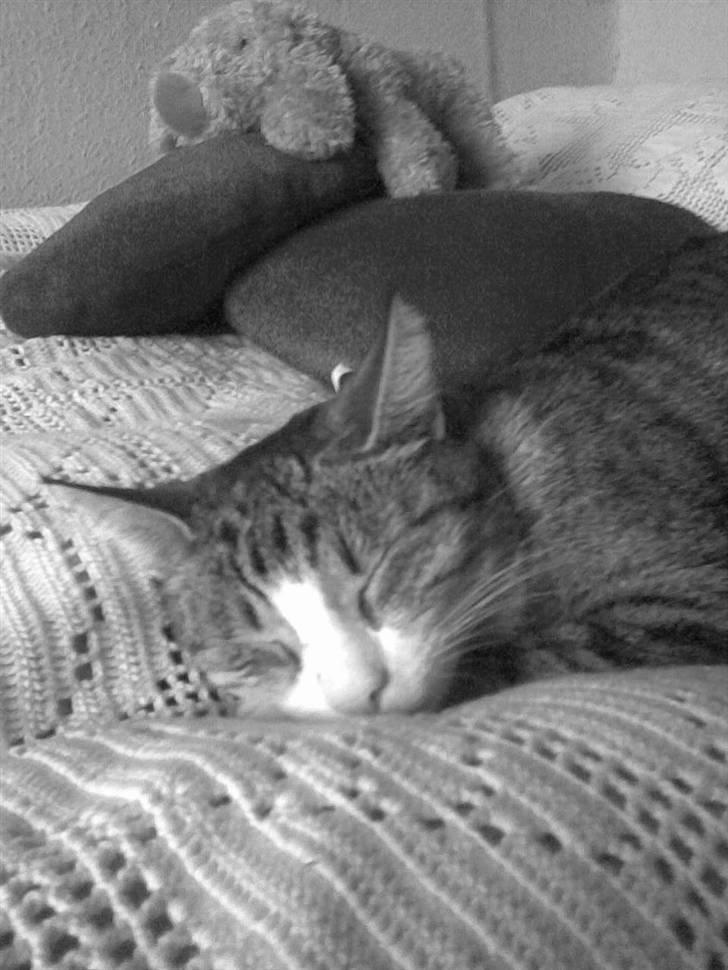 Huskat bølle billede 9