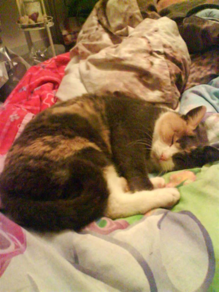 Huskat Trunte  - velkommen til truntes profil smid en kommentar og en bedømmelse indn i går:) billede 1