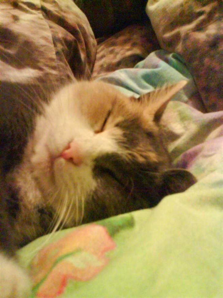 Huskat Trunte  - Så sød hun er billede 2