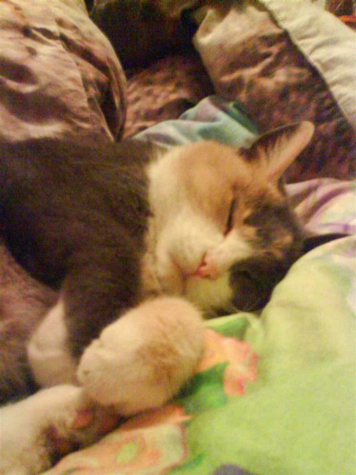 Huskat Trunte  - Hun drømmer vist om at blive bokser hva?? billede 3