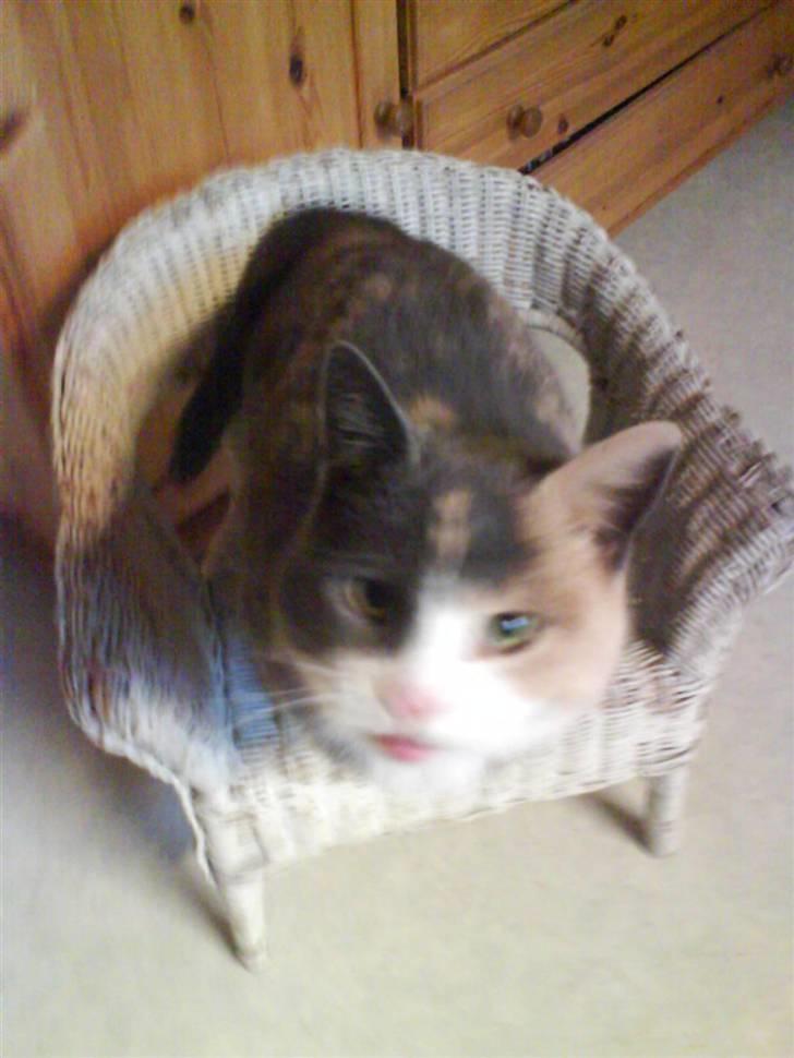 Huskat Trunte  - Hun er ikk så fotogen billede 4