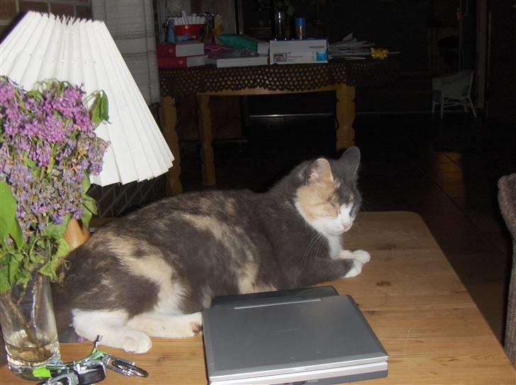 Huskat Trunte  - Hun er lidt træt efter at have set en lille film:D billede 5