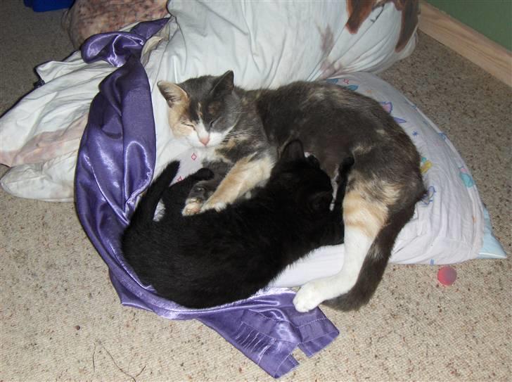 Huskat Trunte  - Her ligger hun med sin killing sorte mis  billede 6