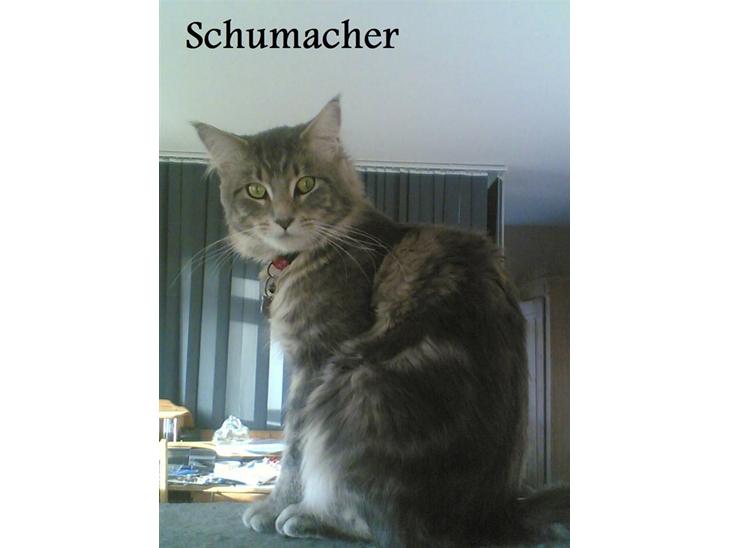 Maine Coon Schumacher - Her er min plads billede 1