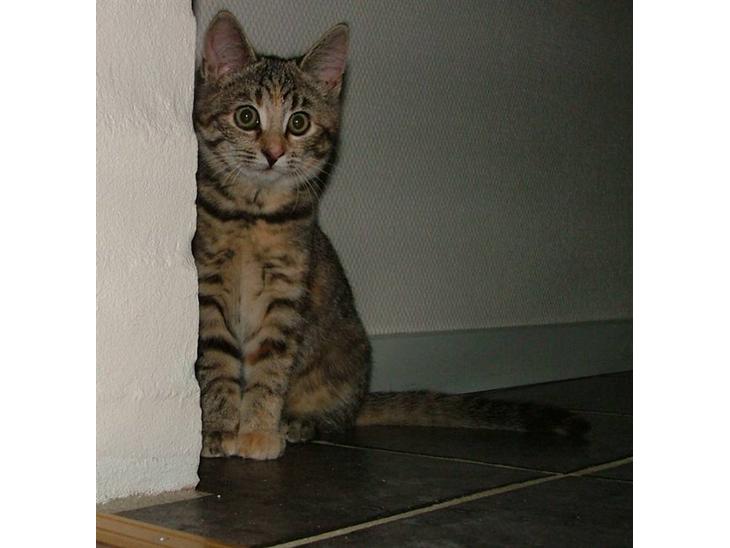 {{currentPhoto.altText}} billede {{currentPhoto.number}}