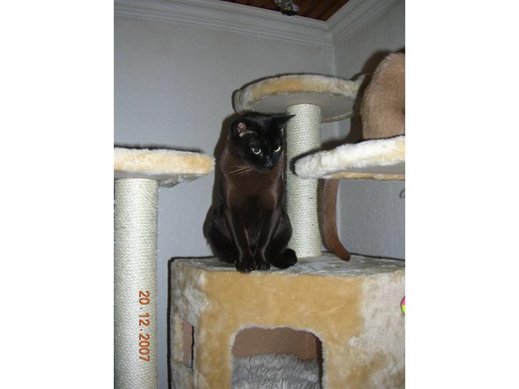 Burmeser Momi's Baloo - Min smukke Baloo billede 1