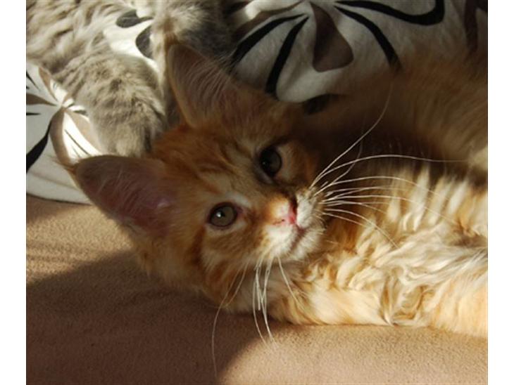 Maine Coon Vingsted´s Cassanova billede 1