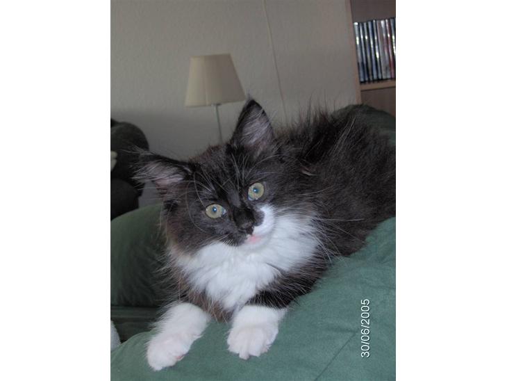 {{currentPhoto.altText}} billede {{currentPhoto.number}}