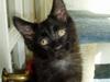 Maine Coon Basse