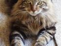 Maine Coon Ditocas Aros