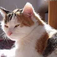 Blanding af racer Sussi