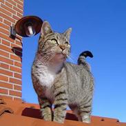 Blanding af racer Mira