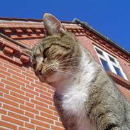 Blanding af racer Mira