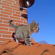 Blanding af racer Mira