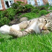 Blanding af racer Mira