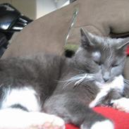 Blanding af racer mille