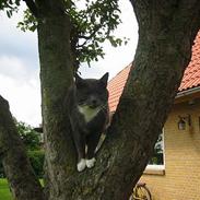 Blanding af racer Emil den Grusomme:)